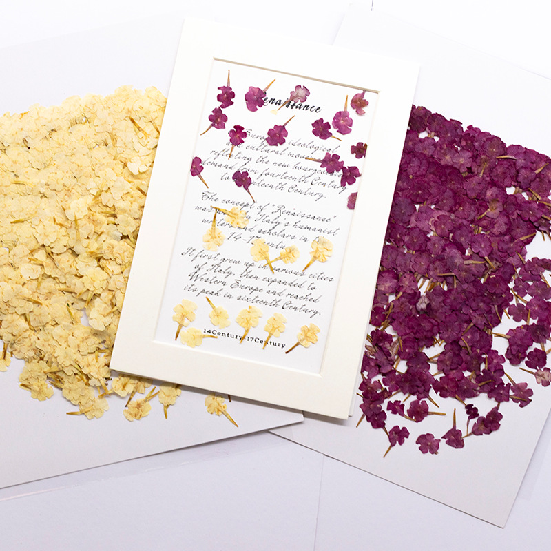 Dried Flower Bookmark - 60개 천연 식물 표본, 작은 꽃,