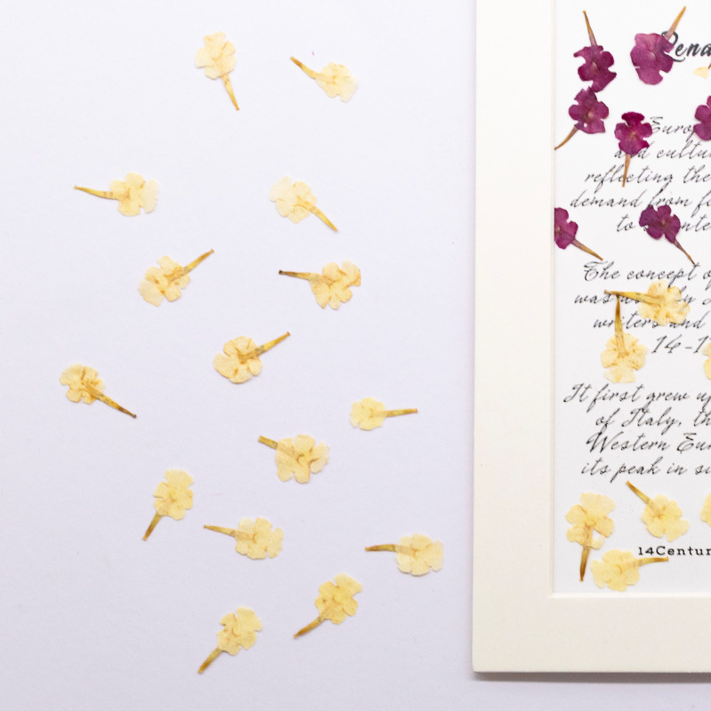 60개 천연 식물 표본, 작은 꽃, 5색 매화 압화,  - Dried Flower Bookmark 리뷰 및 가격