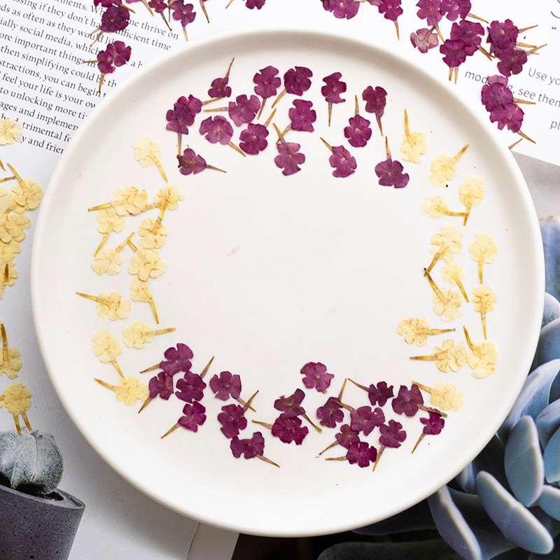 60개 천연 식물 표본, 작은 꽃, 5색 매화 압화,  - Dried Flower Bookmark 리뷰 및 가격