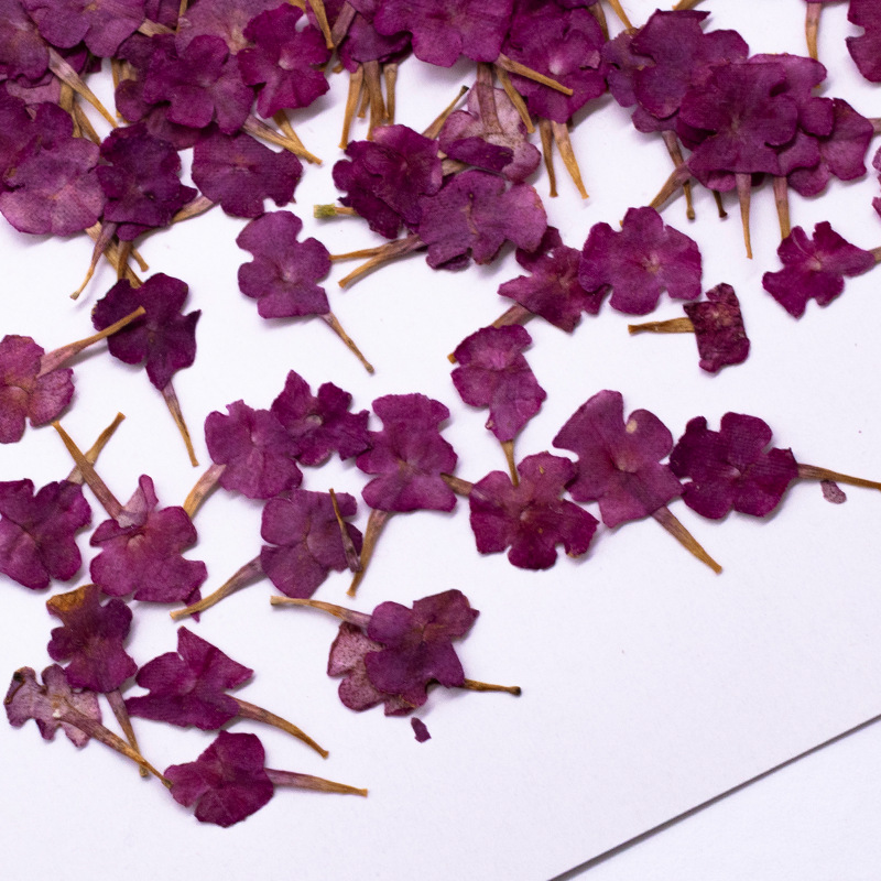 60개 천연 식물 표본, 작은 꽃, 5색 매화 압화,  - Dried Flower Bookmark 리뷰 및 가격